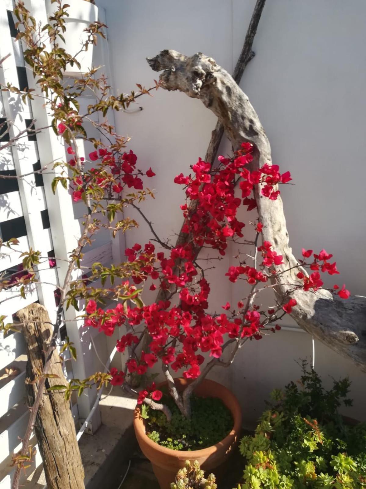 MandorleOlio Bed & Breakfast Polignano a Mare Bagian luar foto